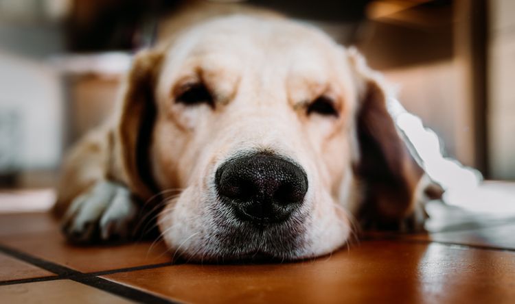 Labrador schläft Hund,Hunderasse,Fleischfresser,Schnurrhaare,Ohren,Begleithund,Kitz,Holz,Schnauze,Canidae,