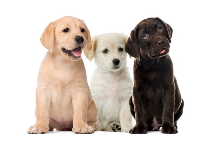 Labrador puppies in blond white and brown Silver Labrador becomes silver first through gene