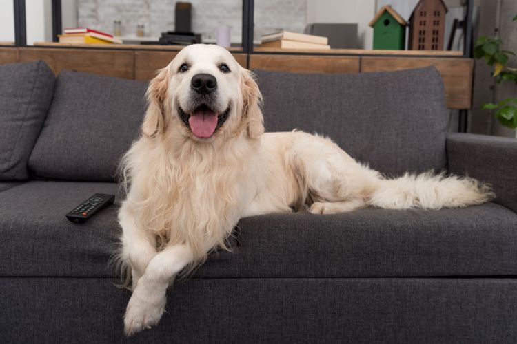 laughing Goldie Dog, mammal, vertebrate, dog breed, Canidae, carnivore, laughing golden retriever, Sporting Group, companion dog, breed similar to Great Pyrenees,