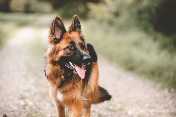 Dog, Old German Shepherd, mammal, vertebrate, Canidae, German Shepherd brown long-haired, breed similar to Tervuren, police dog, list dog, fighting dog, dog that needs a lot of exercise and subordination