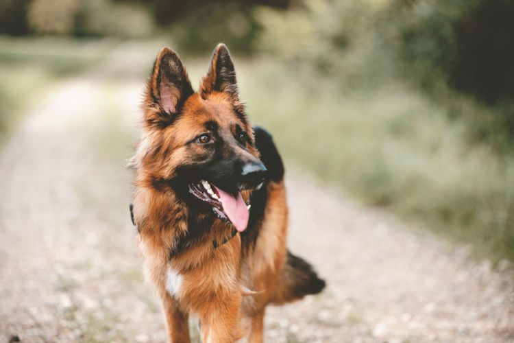 Kutya, Öreg német juhászkutya, Emlős, Gerinces, Canidae, Német juhászkutya barna hosszúszőrű, Tervurenhez hasonló fajta, Rendőrkutya, Listás kutya, Harci kutya, Sok mozgást és alárendeltséget igénylő kutya