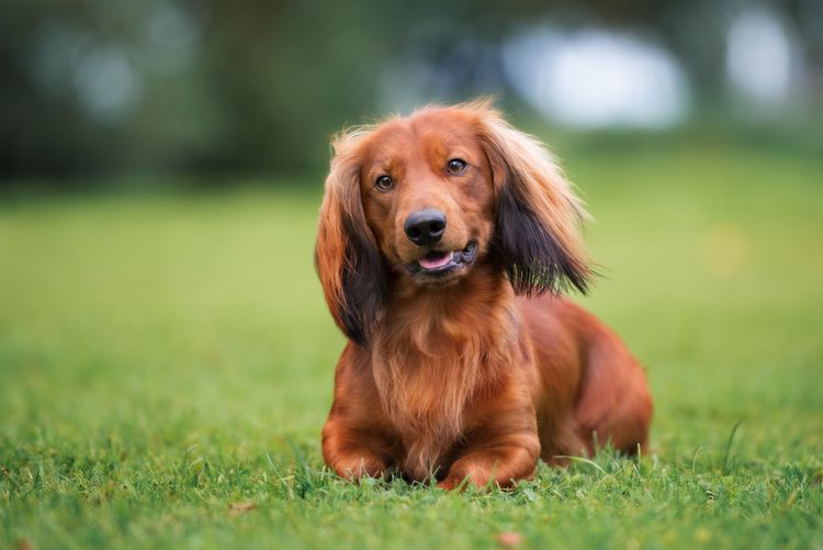 langhaariger roter Dackel auf Wiese Hund, Säugetier, Wirbeltier, Hunderasse, Canidae, Fleischfresser, Begleithund, Rasse ähnlich Irischer Setter, Gras, Sporting Group, langhaariger Hund sehr klein, roter Dackel mit langem Fell und Schlappohren, Jagdhund