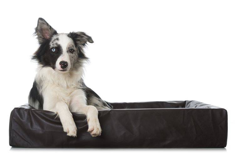 Hund,Hunderasse,Fleischfresser,Begleithund,Couch,Komfort,Rechteck,Schnauze,Schnurrhaare,Sportliche Gruppe,