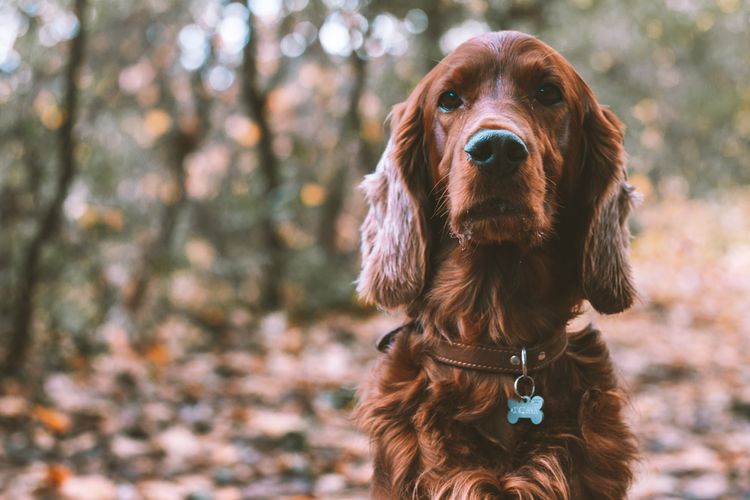 Hund,Hunderasse,Fleischfresser,Leber,Kitz,Begleithund,Baum,Schnauze,Sportliche Gruppe,Wald, Leder Halsband, Hundehalsband aus Leder, braunes Lederhalsband für große Hunde