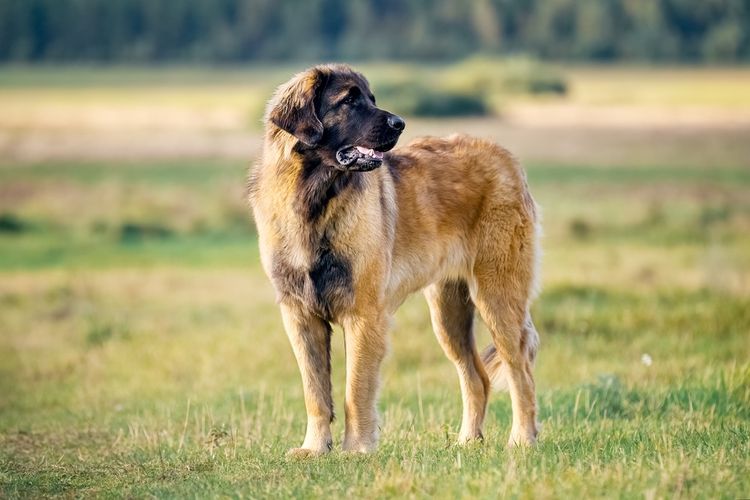 Leonberger am Feld