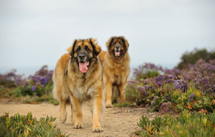 Säugetier, Hund, Wirbeltier, Canidae, Fleischfresser, Hunderasse, Wildtiere, Sportgruppe, Leonberger hellbraun in der Wiese