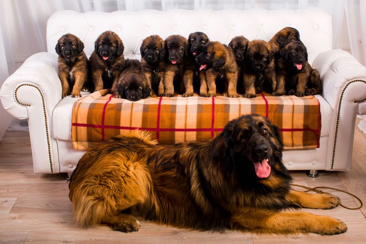 Hund, Säugetier, Wirbeltier, Hunderasse, Canidae, Leonberger mit Welpen, Fleischfresser, Riesenhunderasse, Sporting Group, Rasse ähnlich  Estrela Sennenhund,