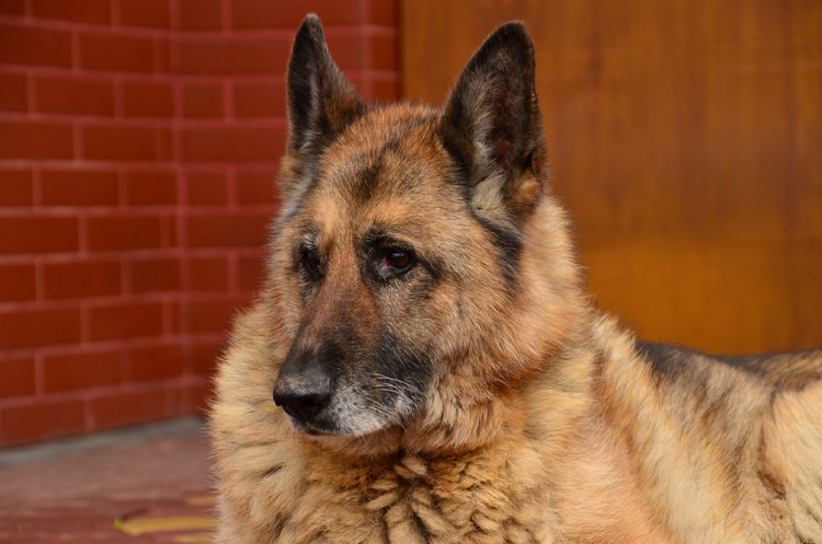 Hund, Säugetier, Wirbeltier, Hunderasse, Canidae, Altdeutscher Schäferhund, Fleischfresser, Deutscher Schäferhund, liegender Schäferhund vor Haus