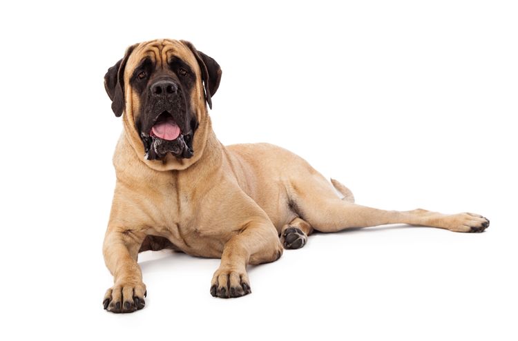 Hund, Säugetier, Wirbeltier, Hunderasse, Canidae, Fleischfresser, englischer Mastiff, Riesenhunderasse, liegender Hund