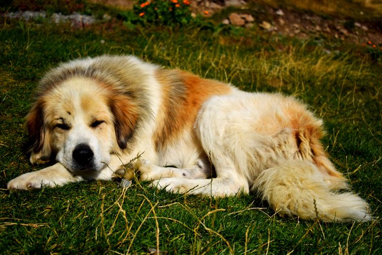 Alopecia canina