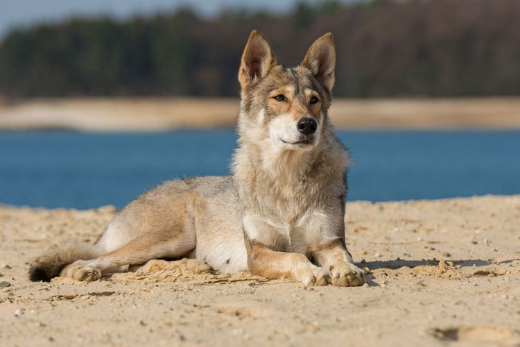 Säugetier, Hund, Wirbeltier, Canidae, Fleischfresser, Wolfshund, Hunderasse, liegender Tamaskan auf Sand vor Gewässer