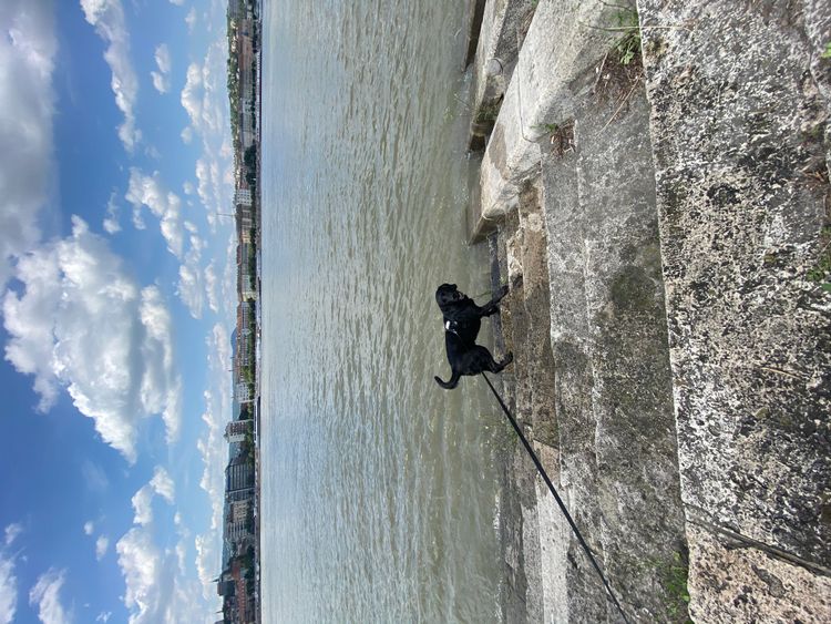 beagador negro en el Danubio con el rastreador GPS Tractive para perros
