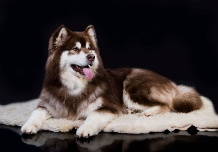 Säugetier, Wirbeltier, Hund, Rasse ähnlich Siberian Husky nur viel größer, Canidae, brauner Alaskan Malamute, Fleischfresser, Sachalin Husky, Hunderasse, Schlittenhund mit langem Fell, Hunderasse mit braun weißem Fell und Stehohren