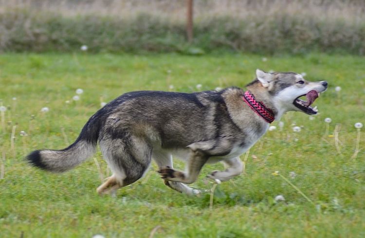 Malamute Wolfdog © Yvonne Vyplel Hund,Fleischfresser,Halsband,Tierbedarf,Hunderasse,Gras,Begleithund,Arbeitstier,Schwanz,Landtier,