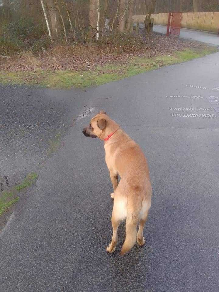 Malinois Bordeaux Dogge Mix Hund,Wirbeltier,Pflanze,Fleischfresser,Straßenbelag,Asphalt,Hunderasse,Begleithund,Rehkitz,Tierbedarf,
