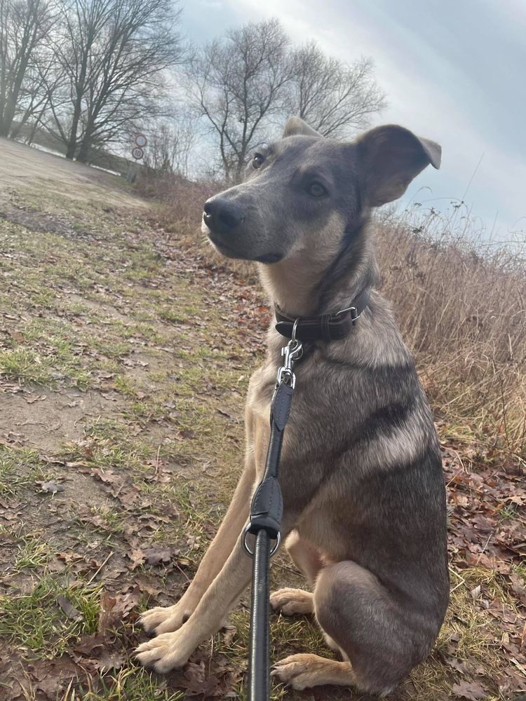 Hund, Himmel, Wolke, Fleischfresser, Halsband, Hunderasse, Pflanze, Baum, Arbeitstier, Rehkitz,