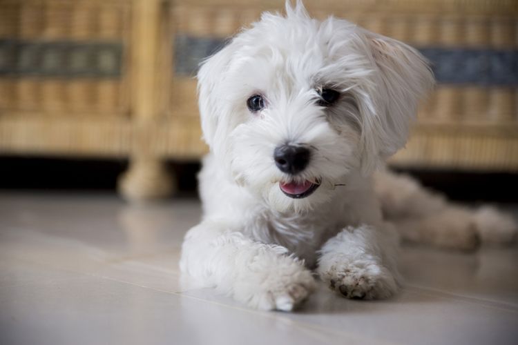 Hund, Säugetier, Wirbeltier, Hunderasse, Canidae, Maltepoo oder Malteser, Welpe, Fleischfresser, kleiner weißer Malteser, Rasse ähnlich Havaneser, Hund mit Locken