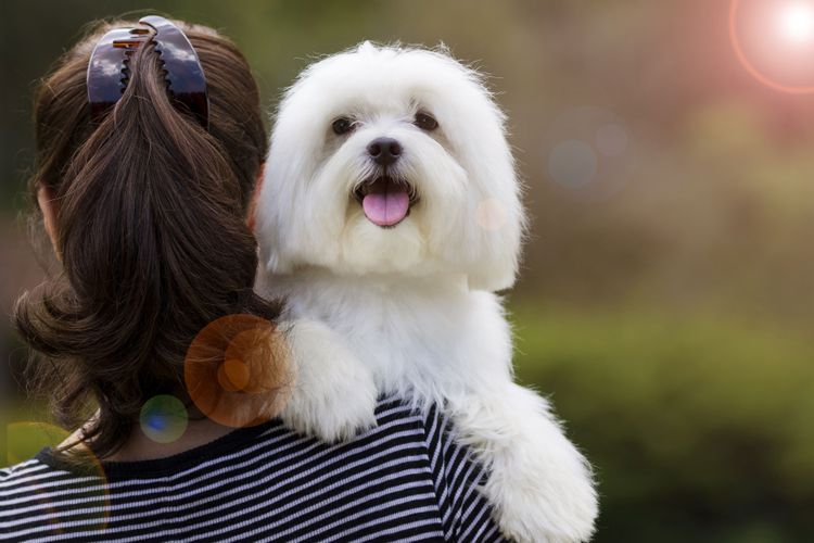 Hund, Säugetier, Wirbeltier, Hunderasse, Canidae, Malteser, Begleithund, Fleischfresser, Rasse wie Kyi-Leo, kleiner weißer Hund mit langem Fell