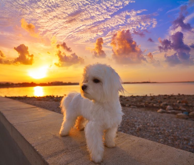 Maltichon - Bichon Frisé und Malteser Mix im Sonnenuntergang