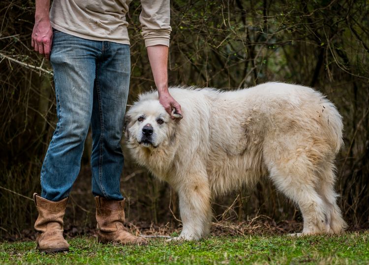 Hund, Schuh, Fleischfresser, Hunderasse, Begleithund, Baum, Gras, Arbeitstier, Turnschuhe, Schnauze,