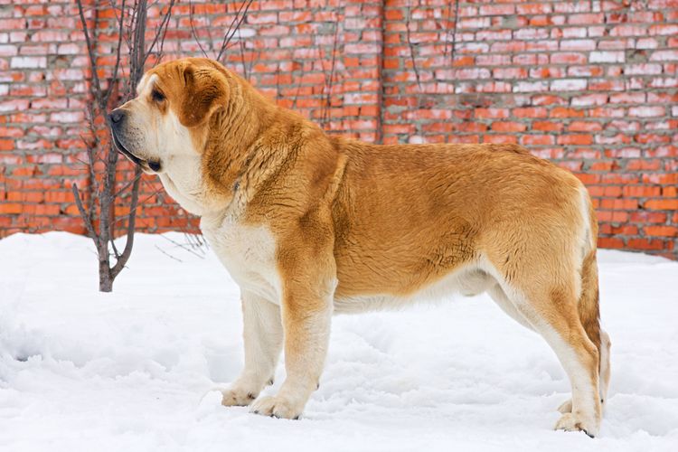 Mastin Espanol spanischer Mastiff Hund,Schnee,Hunderasse,Halsband,Begleithund,Fleischfresser,Schwanz,Landtier,Backstein,Schnurrhaare,