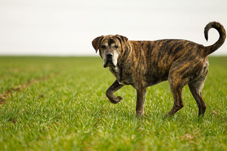 Mastino Napoletano Mischling Cane Corso Mix Hund, Hunderasse, Fleischfresser, Pflanze, Kitz, Gras, Himmel, Schnauze, Begleithund, Sportgruppe,