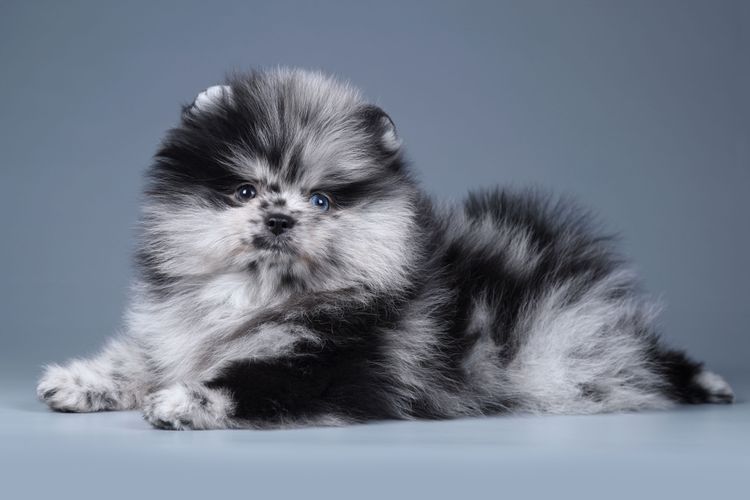 mammal, vertebrate, Canidae, Pomeranian, puppy, dog, carnivore, rare coloration in Pomeranian, merle dwarf spitz, black and white dwarf spitz puppy