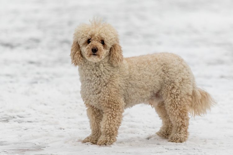 Hund, Wasserhund, Arbeitstier, Fleischfresser, Hunderasse, Begleithund, Pudel, Snow, Terrier, Hundezubehör,