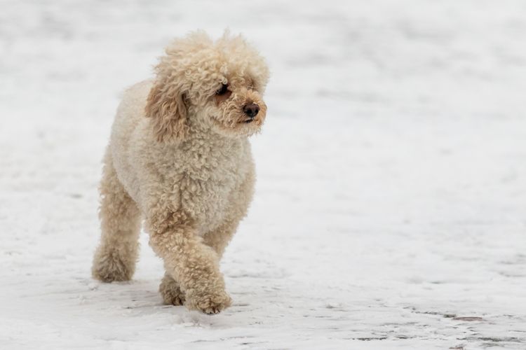 Hund, Fleischfresser, Hunderasse, Wasserhund, Begleithund, Arbeitstier, Schnee, Pudel, Spielzeughund, Schnauze,