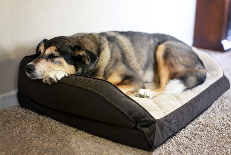 Mischling in seinem Hundebett Hund alleine lassen angenehm gestalten und Zeitvertreib vorbereiten