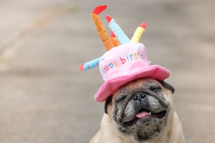 kutya, mopsz, canidae, party sapka, kutyafajta, kutyaruha, szájkosár, húsevő, őzbarna, sapka, boldog születésnapot!