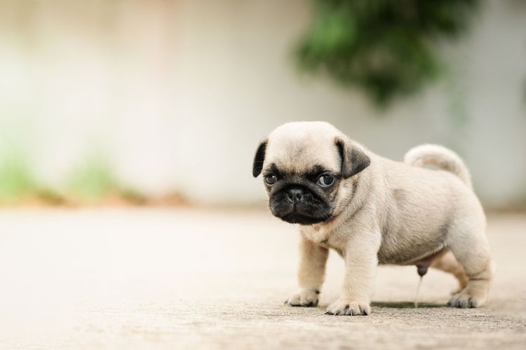 Le chiot fait pipi dans l'appartement