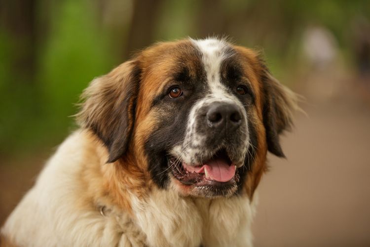 Moskauer Wachhund Portrait, Gesicht des großen Hundes aus Udssr, Russische Hunderasse, großer Wachhund mit langem Fell