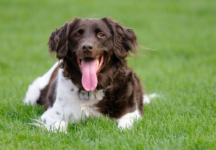 Hund, Säugetier, Wirbeltier, Hunderasse, Canidae, Kleine Münsterländer, Rasse ähnlich Deutscher Spaniel, Spaniel, Hund ähnlich Deutscher Langhaarpointer, Fleischfresser, Münsterländer liegt auf der Wiese und hechelt, Hund mit langen Schlappohren die behaart sind