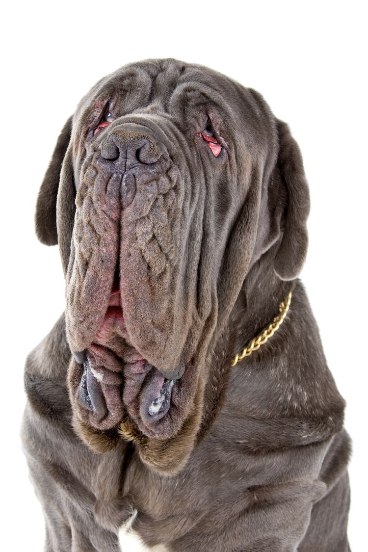 Chien, vertébré, race de chien, Mastiff napolitain, Canidae, mammifère, race de chien géant, carnivore, museau, race similaire au Mastiff anglais, chien extrêmement laid au visage ridé, chien ridé, gros chien gris