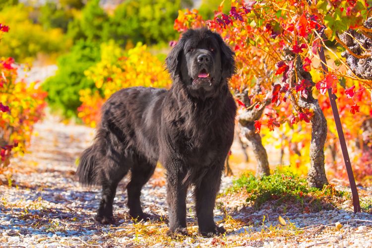 Hund, Säugetier, Wirbeltier, Hunderasse, Canidae, Fleischfresser, Sporting Group, Rasse ähnlich Flat-Coated Retriever, Neufundländer in schwarz mit langem Fell, Schaut ähnlich aus wie deutscher Spaniel,