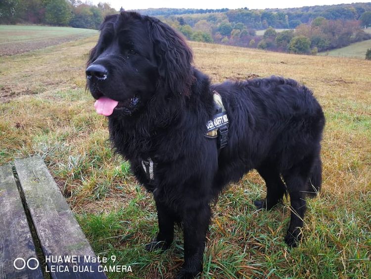 Hund,Fleischfresser,Hunderasse,Gras,Arbeitstier,Begleithund,Schnauze,Pflanze,Sportliche Gruppe,Baum,