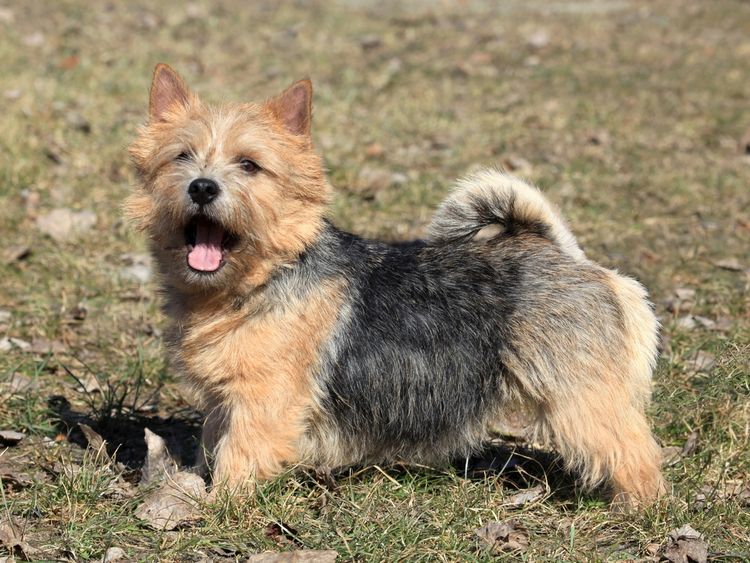 kleiner Norwich Terrier Hund, Begleithund, Hund mit Stehohren und rauhaarigem Fell