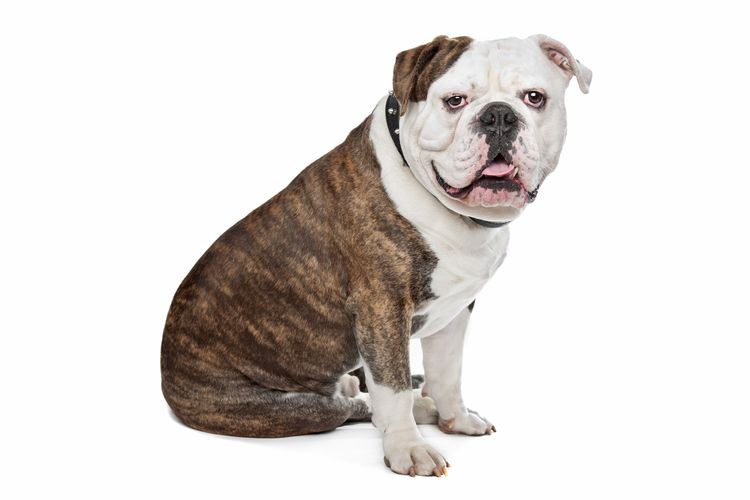 Hund,Fleischfresser,Bulldogge,Hunderasse,Halsband,Rehbraun,Begleithund,Hundehalsband,Schnauze,Sportliche Gruppe,