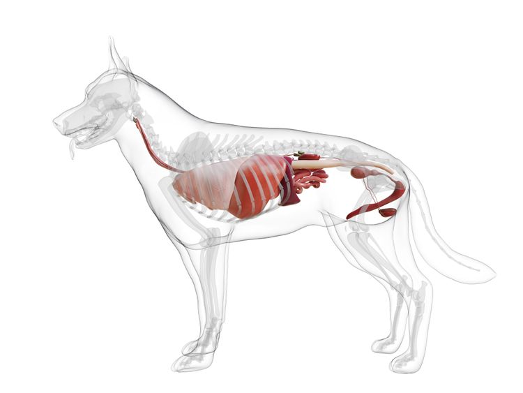 Organ of a dog as graphic Canine heart disease