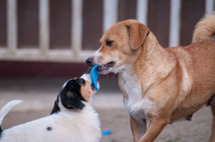 braun weißer Hund aus Österreich, österreichischer Pinscher, mittelgroßer Hund bis zum Knie, Familienhund, Pinscherrasse, Hund kämpft mit einem anderen Hund um ein Spielzeug