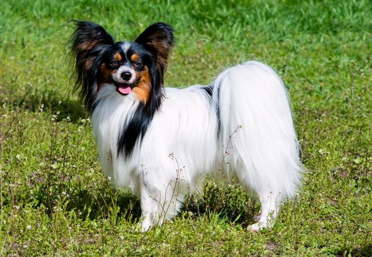 Papillon Hund auf Wiese weißer Papillon Hund mit langem weißen Fell und dunklem Gesicht, dreifärbige kleine Hunderasse, intelligenteste Hunderasse der Welt, Hund mit Stehohren und Fransen dran, Hund der obwohl er klein ist für Sport geeignet ist, Hundesport, Agility Training mit diesem kleinen Hund, kontinentaler Zwergspaniel