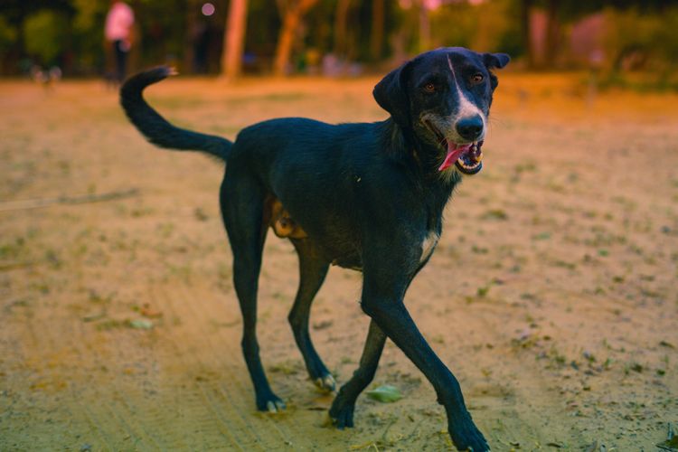 schwarze Hunderasse, die sehr groß ist, großer Hund, Hunderasse aus Indien, schwarze Hunderasse mit weißem Gesicht, Windhund, Jagdhund Mischling, Nicht anerkannte Rasse, Chippiparai Hund, Pariahhund, Pariah Indian Dog