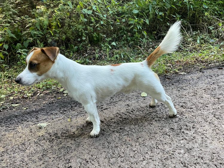 Hund,Fleischfresser,Pflanze,Hunderasse,Begleithund,Schwanz,Gras,Terrier,Landtier,Sportliche Gruppe,