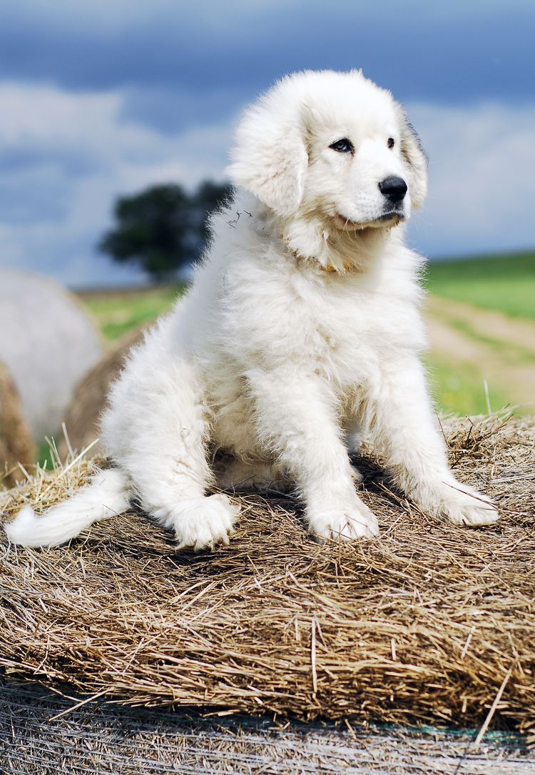 pireneusi hegyi kutya, fehér pireneusi hegyi kutya vagy más néven Patou, fehér kis kölyökkutya, a világ egyik legnagyobb fajtája, a Golden Retrieverhez hasonló kutya