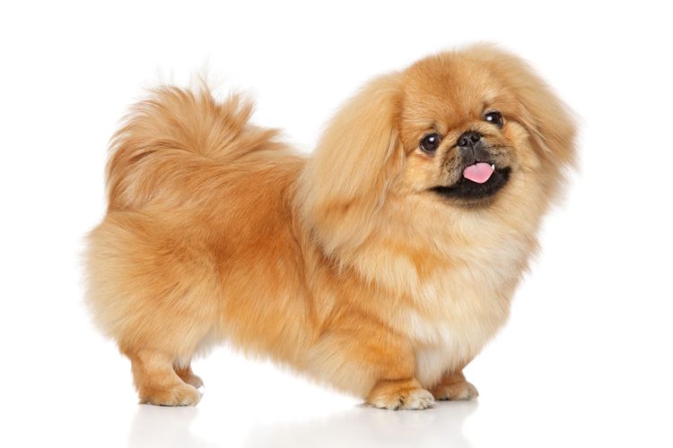 kleiner blonder Hund der aussieht wie ein Chihuahua Hund aber ein Pekinese ist, Pekingese Hund mit sehr kurzer Schnauze haben oft einen Vorbiss und Fehlstellung des Gebiss