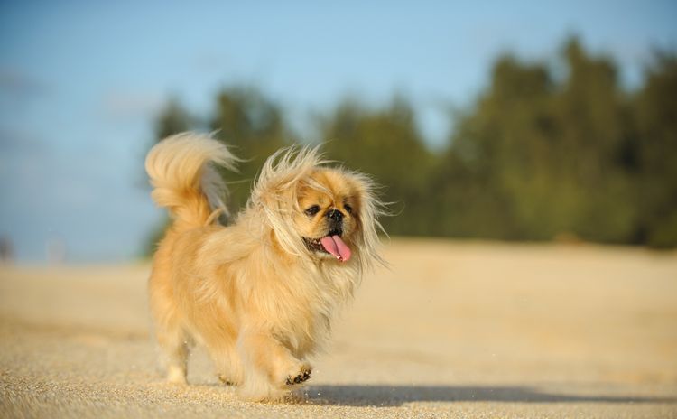 kleiner blonder Hund der einen Vorbiss hat, Pekingese Hund mit langer Zunge, gelbe Hunderasse, kleiner Hund mit langem Fell und kurzer Schnauze