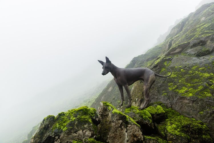 Peruanischer Nackthund auf Felsen, Hunderasse, Gebirge, Nebel, Peru