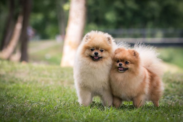 Dog,Mammal,Vertebrate,German spitz klein,Canidae,Spitz,German spitz,Pomeranian,Dog breed,German spitz mittel, Zwergspitz welpen in creme und braun