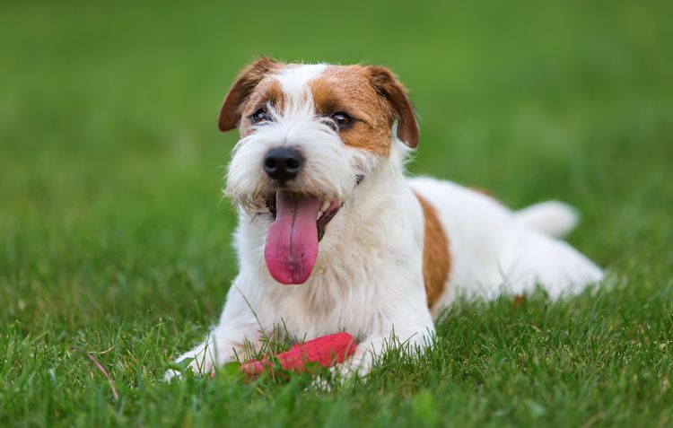 Porträt eines Parson Russell Terriers im Freien, der im Gras liegt